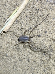 Oligolophus tridens