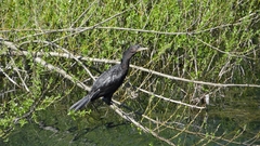 Nannopterum brasilianum