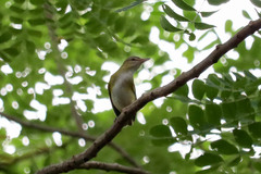 Vireo flavoviridis