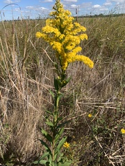 Solidago sempervirens
