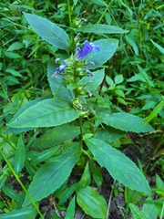 Lobelia
