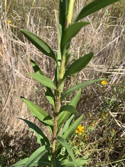 Solidago sempervirens