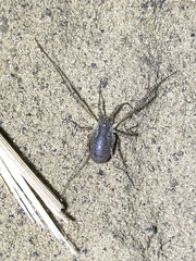 Oligolophus tridens