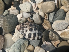 Tenguella marginalba