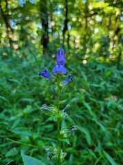 Lobelia
