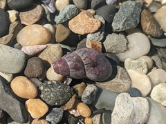 Phasianotrochus eximius