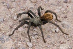 Aphonopelma peloncillo