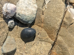 Nerita melanotragus