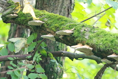 Daedaleopsis confragosa