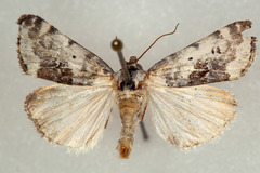 Ponometia tripartita