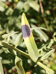 Asteromyia euthamiae