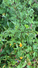 Bidens bipinnata