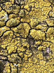 Candelariella