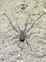 Oligolophus tridens