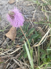 Mimosa strigillosa