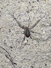 Oligolophus tridens