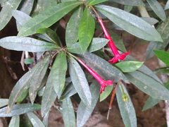 Augusta longifolia