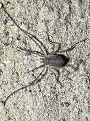 Oligolophus tridens