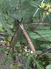 Tipula