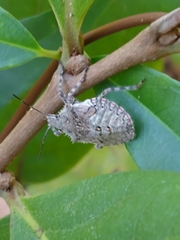 Brochymena