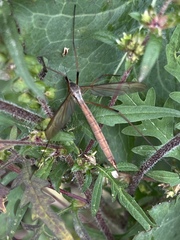 Tipula