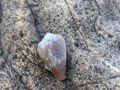 Conus aplustre
