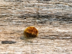 Fuscoporia