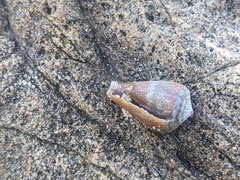 Conus aplustre