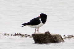 Haematopus longirostris