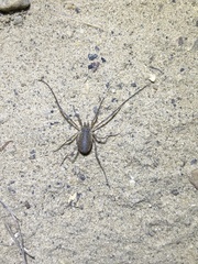 Oligolophus tridens