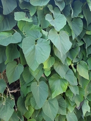 Aristolochia macrophylla