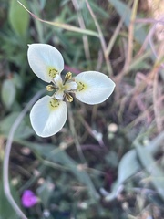 Moraea tricuspidata