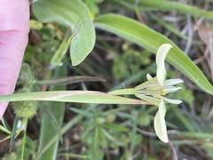 Moraea tricuspidata