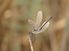 Dythemis nigrescens