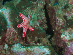 Pentagonaster duebeni