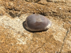 Purpuradusta gracilis