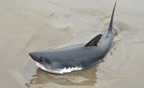 Salmon Shark photographed in Oregon