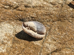 Purpuradusta gracilis