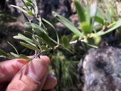 Denhamia cunninghamii