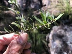 Denhamia cunninghamii