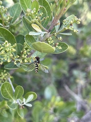 Ischiodon aegyptius