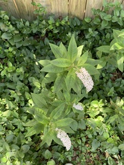 Lysimachia clethroides