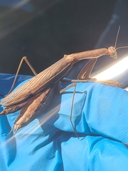 Mantidae