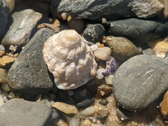 Astralium tentoriiforme