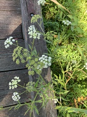 Cicuta maculata