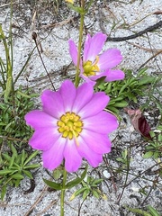 Sabatia kennedyana