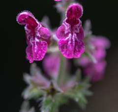 Stachys sylvatica