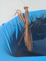Mantidae