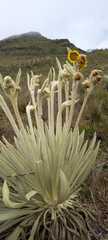 Espeletia