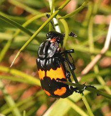 Nicrophorus defodiens